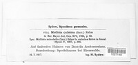 Image of Mollisia culmina